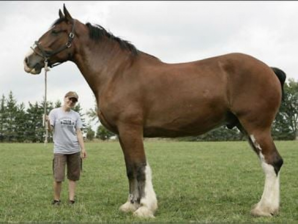 ԱՄՆ-ում սատկել է աշխարհի ամենաբարձրահասակ ձին